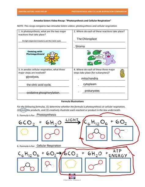 cellular respiration amoeba sisters